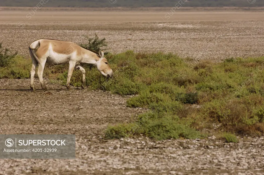 Indian Wild Ass (Equus hemionus khur) grazing on salt-tolerant plants, Rann of Kutch, Gujarat, India