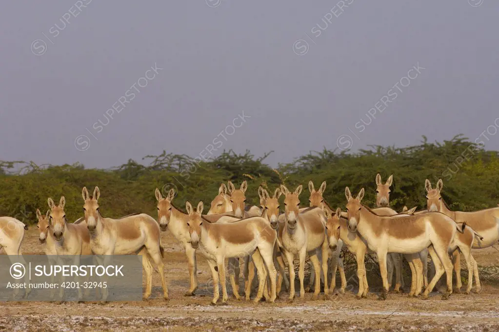 Indian Wild Ass (Equus hemionus khur) herd in arid habitat, Rann of Kutch, Gujarat, India