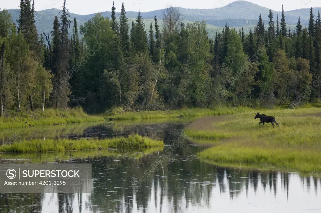 Moose (Alces americanus) juvenile bull walking in landscape, Chena River, Alaska