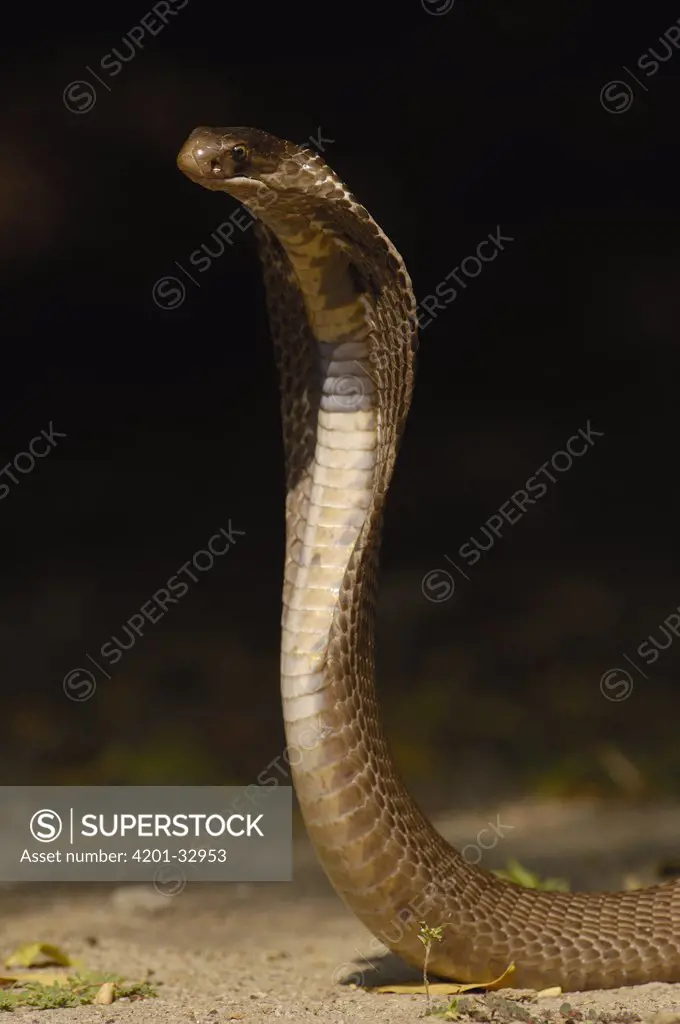 Spectacled Cobra (Naja naja) with hood flared in defense posture, Gujarat, India