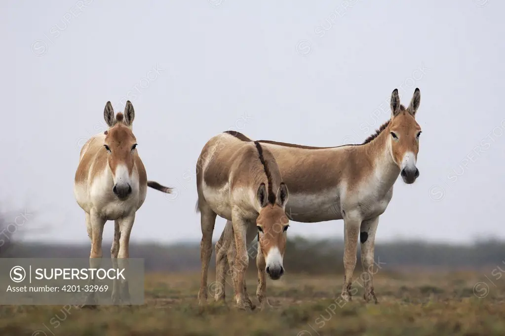 Indian Wild Ass (Equus hemionus khur) trio, Rann of Kutch, Gujarat, India