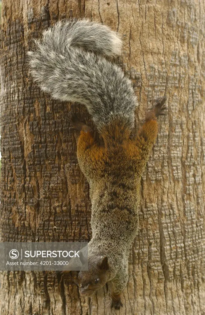 Guayaquil Squirrel (Sciurus stramineus) climbing down tree, Cerro Blanco Reserve, Pacific dry forest, Guayas Province, Ecuador