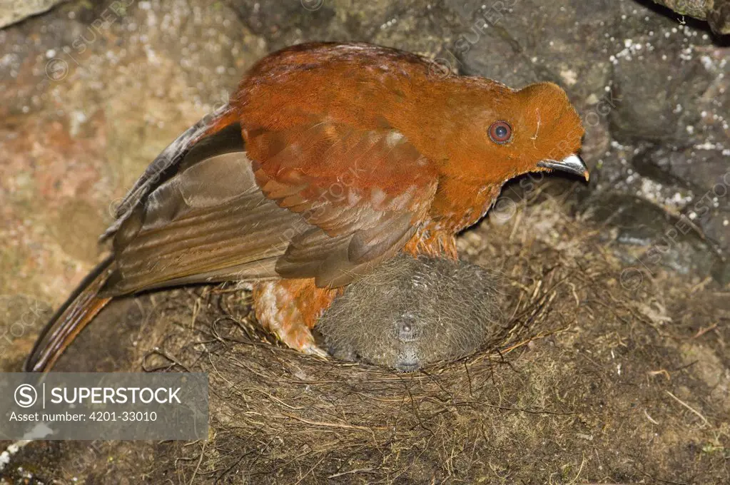 Andean Cock-of-the-rock (Rupicola peruviana) female on nest, west slope in Mindo Cloud Forest, Ecuador