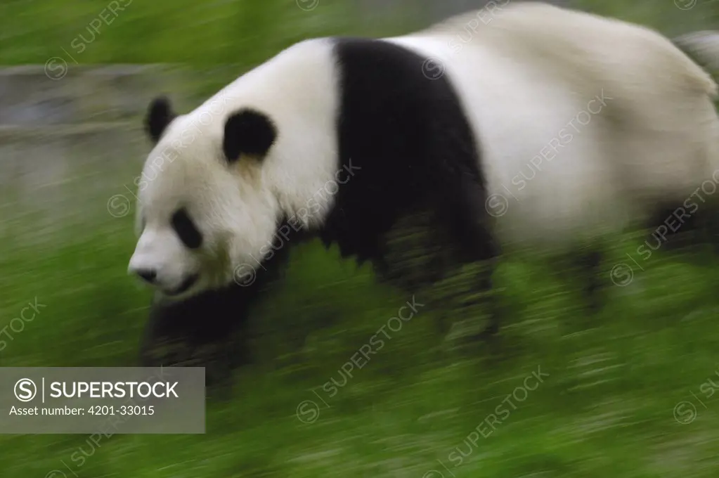 Giant Panda (Ailuropoda melanoleuca) running, Wolong China Conservation and Research Center for the Giant Panda within Wolong Reserve, Sichuan Province, China