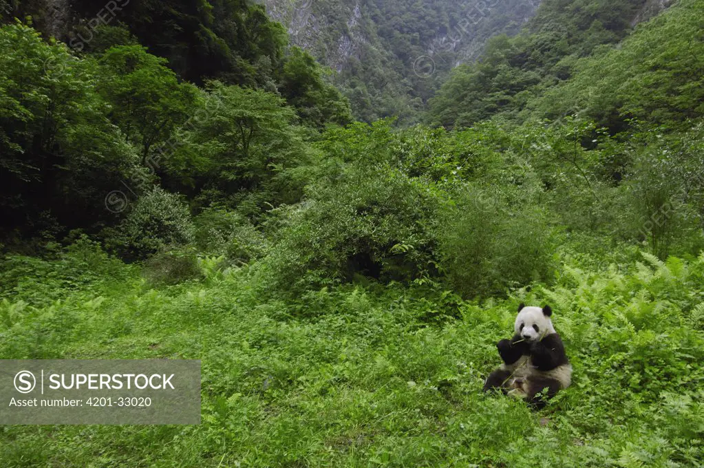 Giant Panda (Ailuropoda melanoleuca) sitting in vegetation eating, Wolong China Conservation and Research Center for the Giant Panda within Wolong Reserve, Sichuan Province