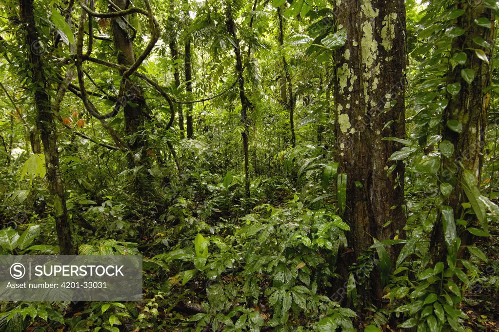 Tropical rainforest understory, Yasuni National Park declarned a UNESCO Biosphere Reserve in 1989, Amazon rainforest, Ecuador