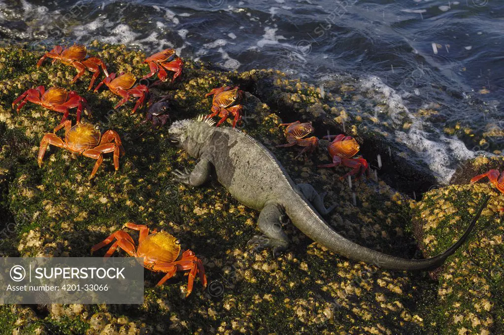 Marine Iguana (Amblyrhynchus cristatus) amid Sally Lightfoot Crab (Grapsus grapsus) group, Fernandina Island, Galapagos Islands, Ecuador