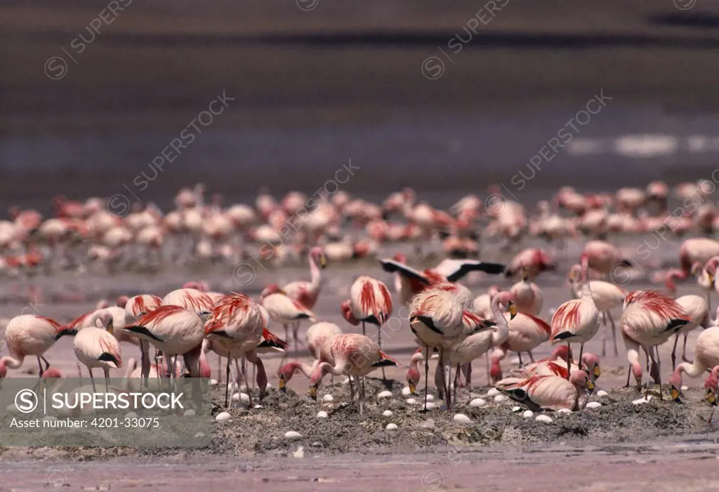 Puna Flamingo (Phoenicopterus jamesi) nesting in Laguna Colorada in the Altiplano of Bolivia