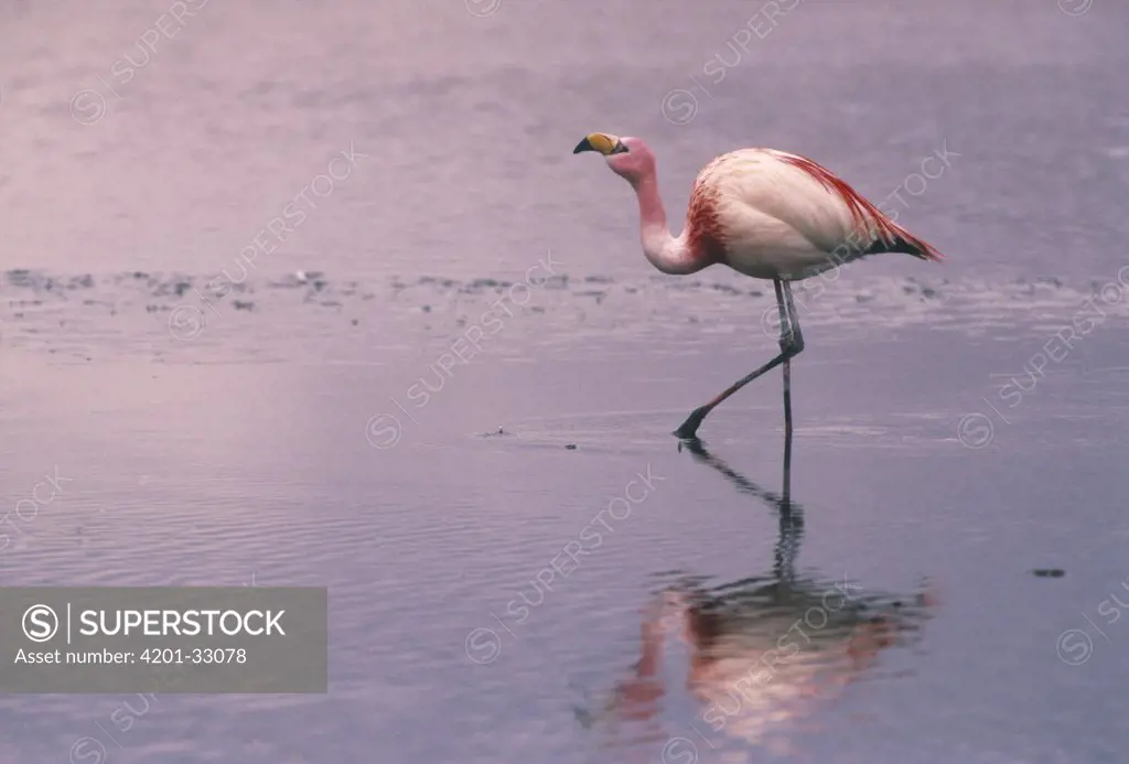 Puna Flamingo (Phoenicopterus jamesi), Laguna Colorada in the Altiplano of Bolivia