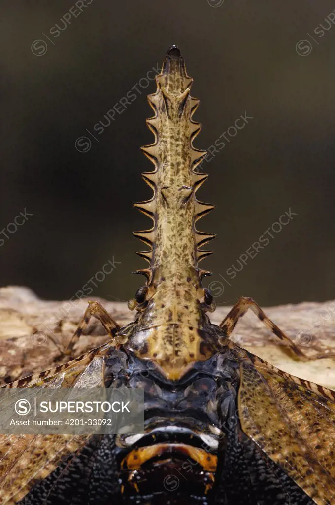 Saw-nosed Planthopper (Cathedra serrata), Amazon Rainforest, Ecuador