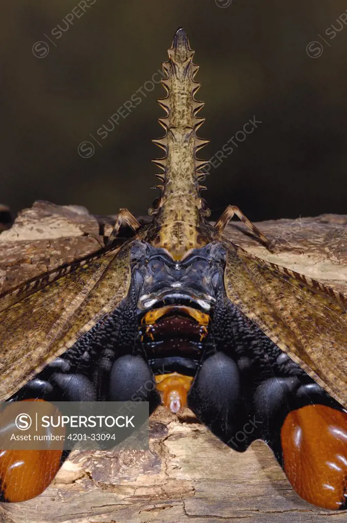 Saw-nosed Planthopper (Cathedra serrata), Amazon Rainforest, Ecuador