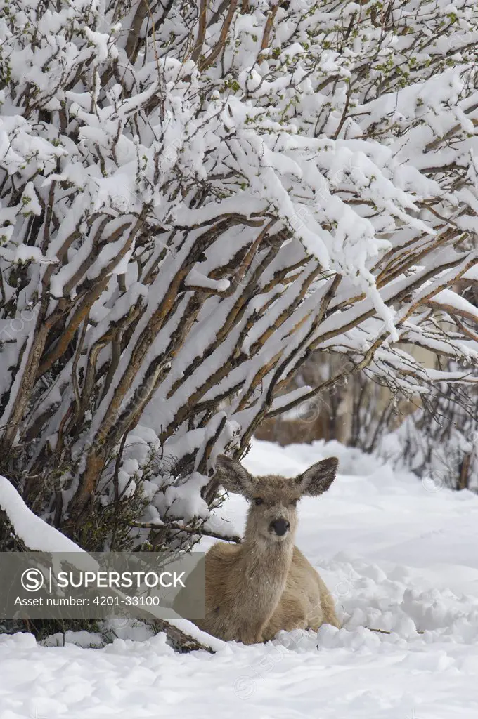 Mule Deer (Odocoileus hemionus) resting under a tree after spring snow storm, Wyoming