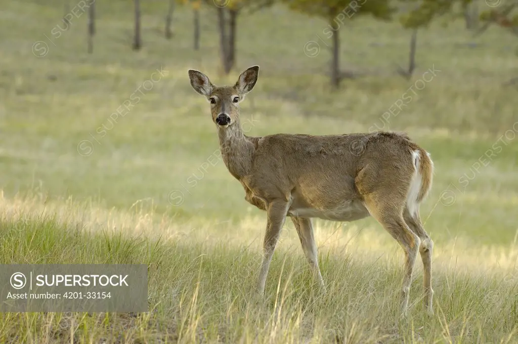 Mule Deer (Odocoileus hemionus) female, Wyoming
