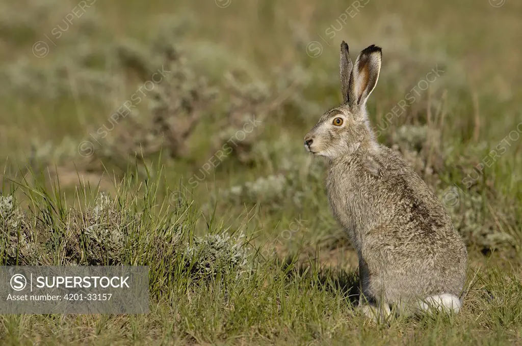 White-tailed Jack Rabbit (Lepus townsendii), Wyoming