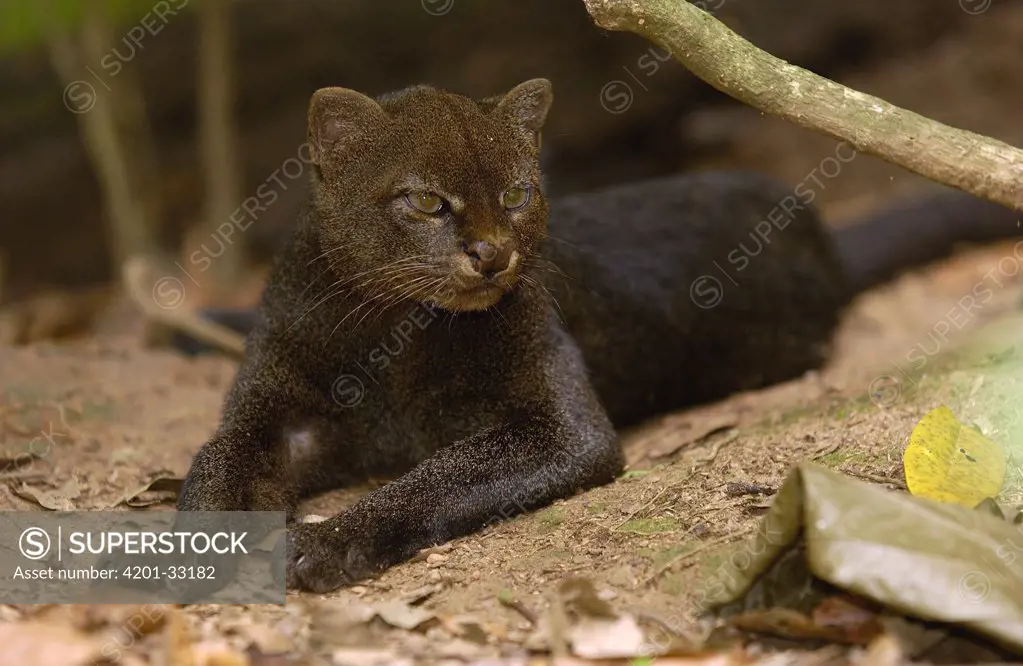 Jaguarundi (Puma yagouaroundi), Amazon Rainforest, Ecuador