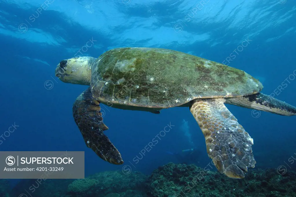 Loggerhead Sea Turtle (Caretta caretta) swimming, North Stradbroke Island, Australia