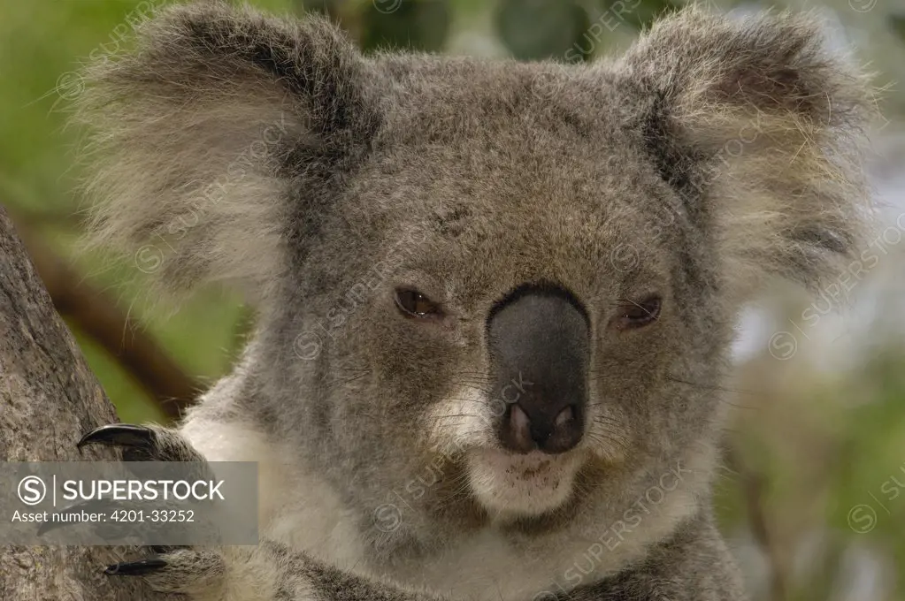 Koala (Phascolarctos cinereus) portrait, Lone Pine Koala Sanctuary, Brisbane, Australia