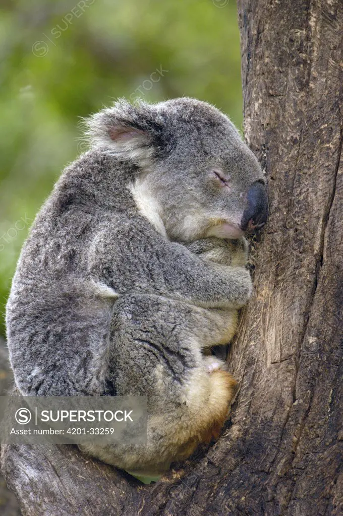 Koala (Phascolarctos cinereus) sleeping, Lone Pine Koala Sanctuary, Brisbane, Australia