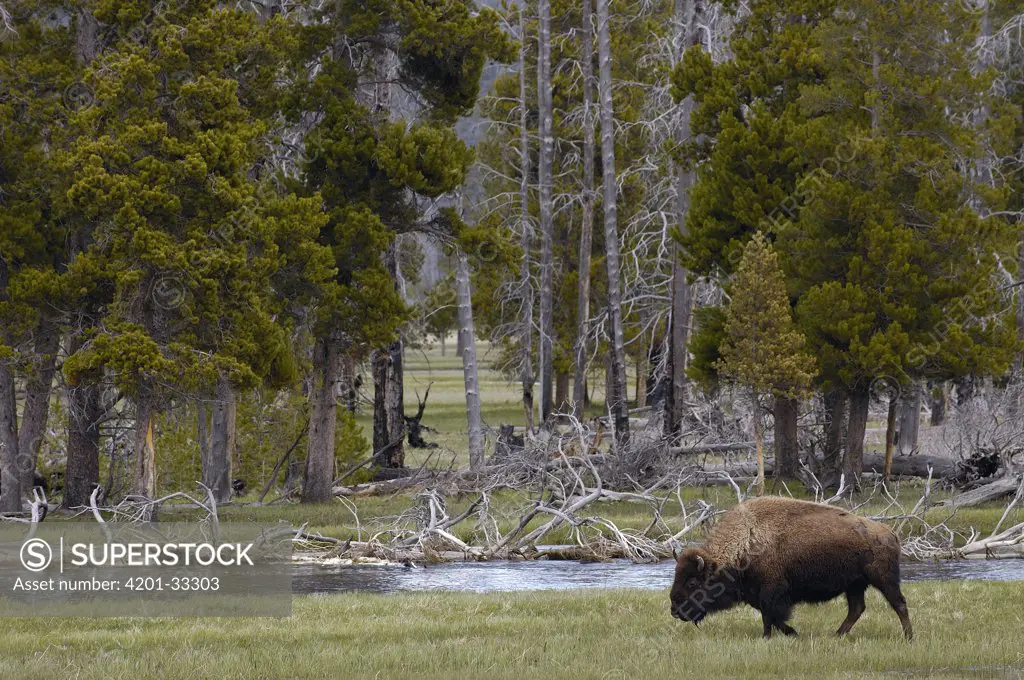 American Bison (Bison bison) male grazing, Yellowstone National Park, Wyoming