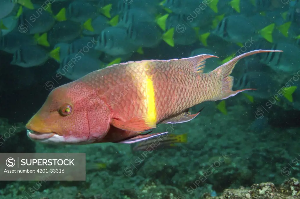 Streamer Hogfish (Bodianus diplotaenia) terminal male, Galapagos Islands, Ecuador