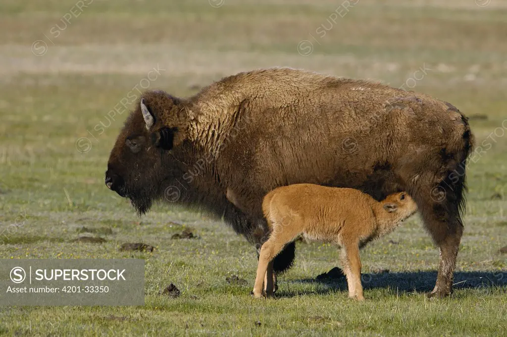 American Bison (Bison bison) mother with calf nursing, Yellowstone National Park, Wyoming
