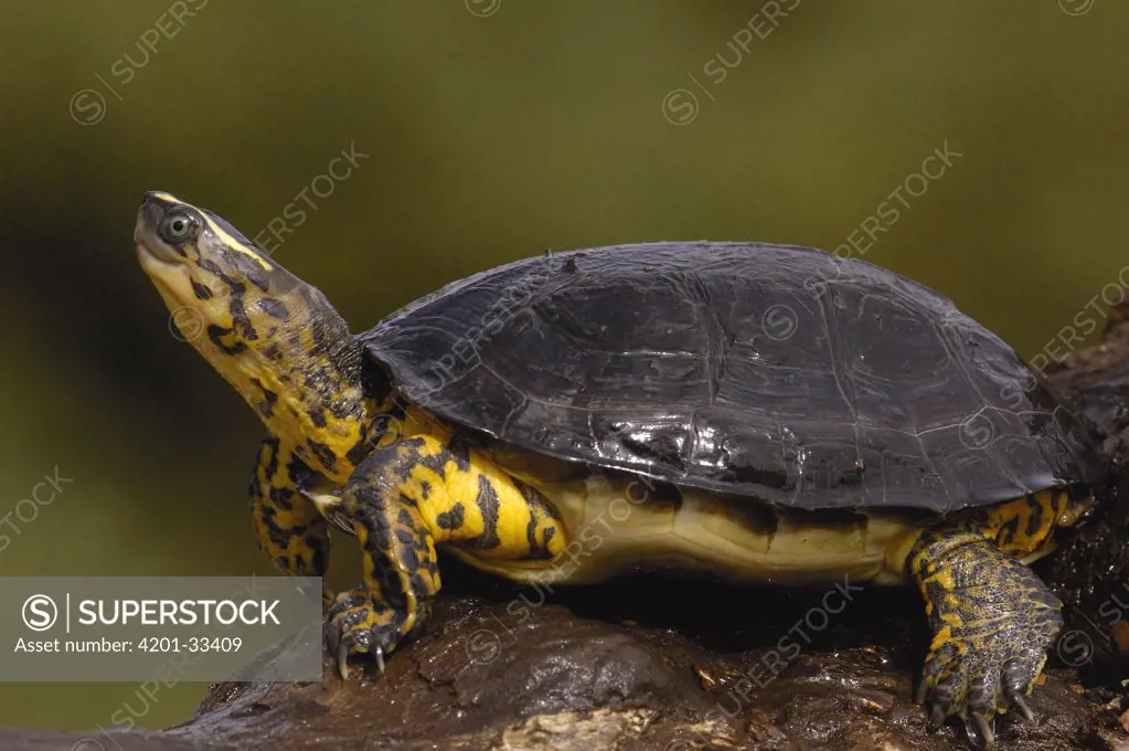 Colombian Wood Turtle (Rhinoclemys melanosterna) portrait, Amazon, Ecuador