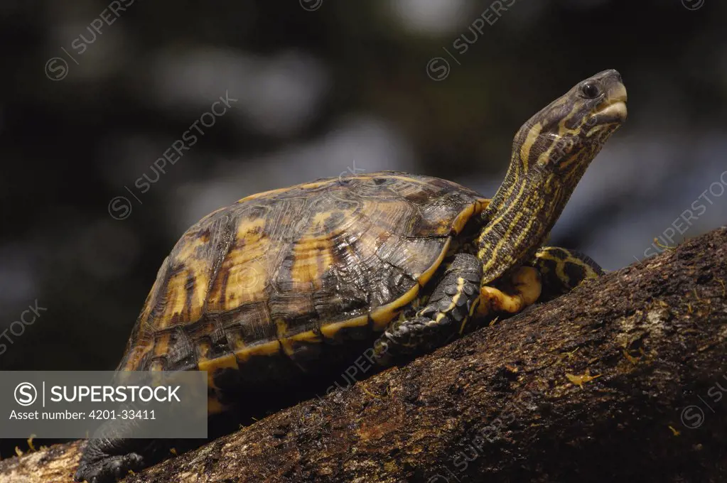 Brown Wood Turtle (Rhinoclemmys annulata) basking, Ecuador