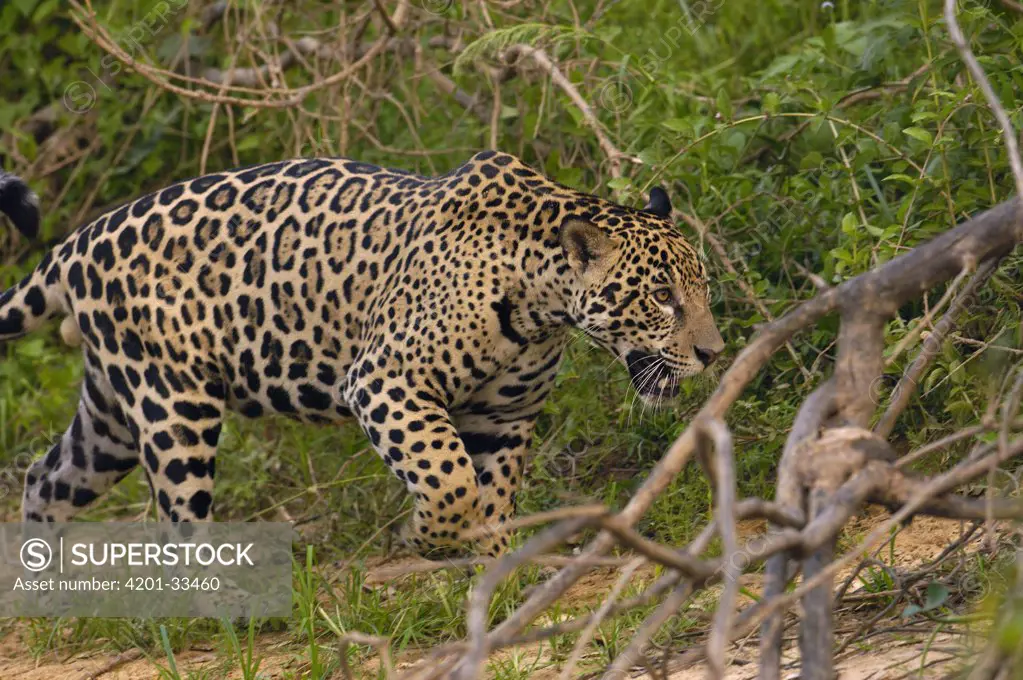 Jaguar (Panthera onca) male near Porto Joffre, Brazil