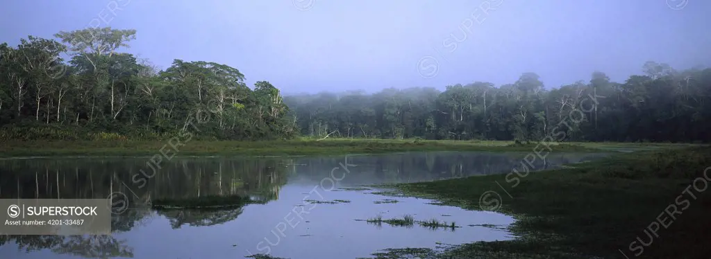 Tropical rainforest lining Otorongo Lake, Manu National Park, Amazon, Peru
