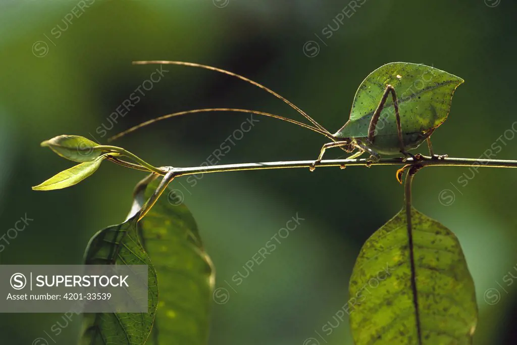 Katydid (Tettigoniidae) on stem, mimicking leaf, Manu cloud forest, Peru