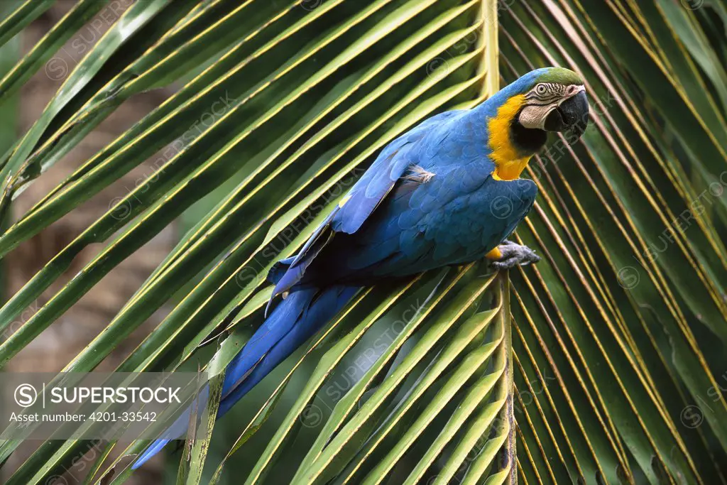 Blue and Yellow Macaw (Ara ararauna) perched on palm frond, Cerrado, Piaui State, Brazil