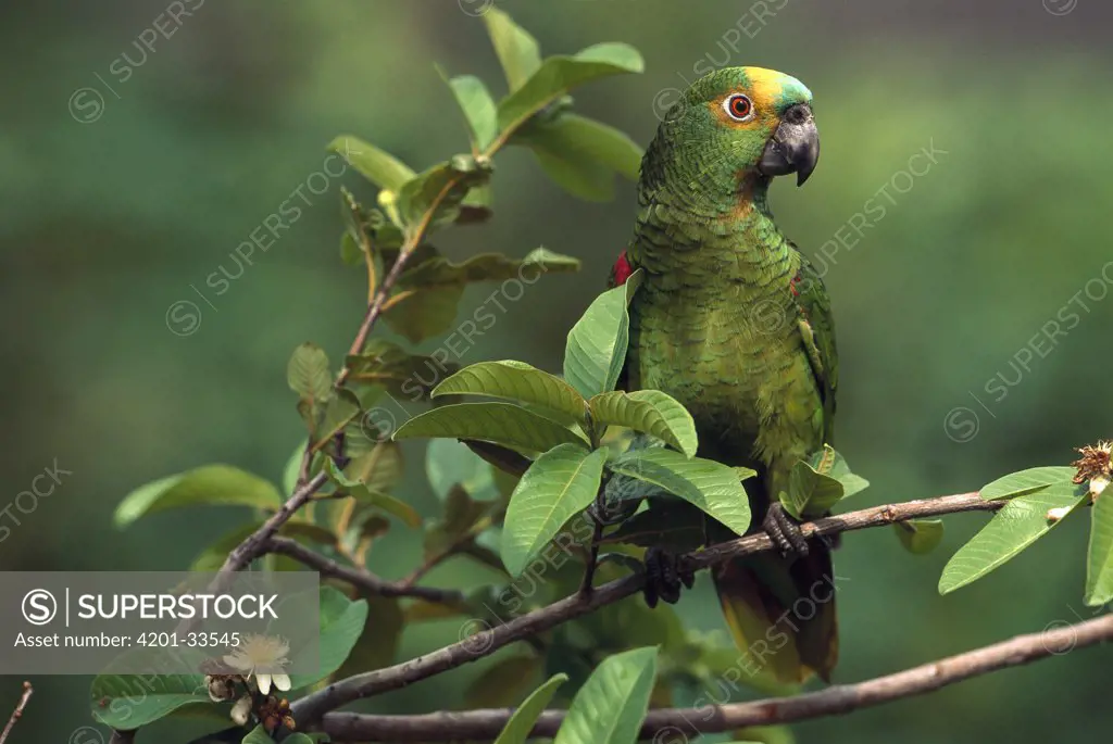 Blue-fronted Parrot (Amazona aestiva) perched in tree, Piaui State, northeast Brazil