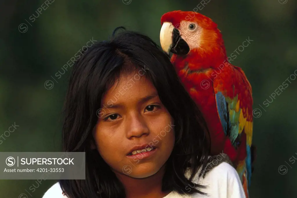Scarlet Macaw (Ara macao) on shoulder of Machiguenga Indian, Lower Urubamba River, Amazon, Peru