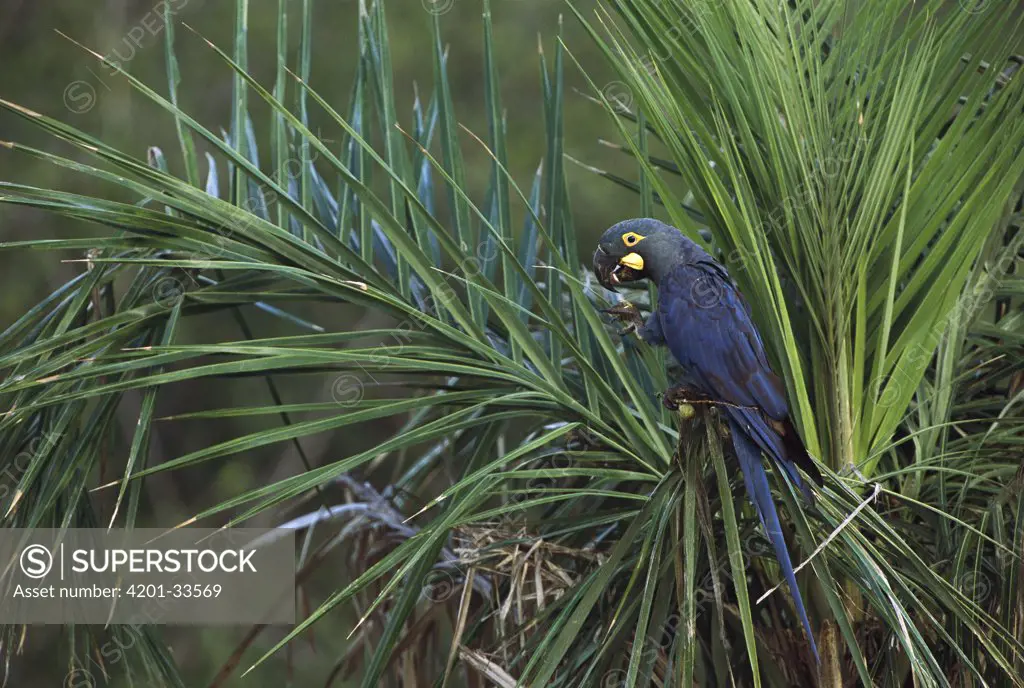 Lear's Macaw (Anodorhynchus leari) in Licuri Palm (Syagrus coronata), Caatinga, Bahia State, Brazil