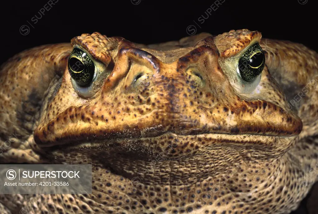 Cururu Toad (Bufo paracnemis) close-up of face, Cerrado, Piaui State, Brazil