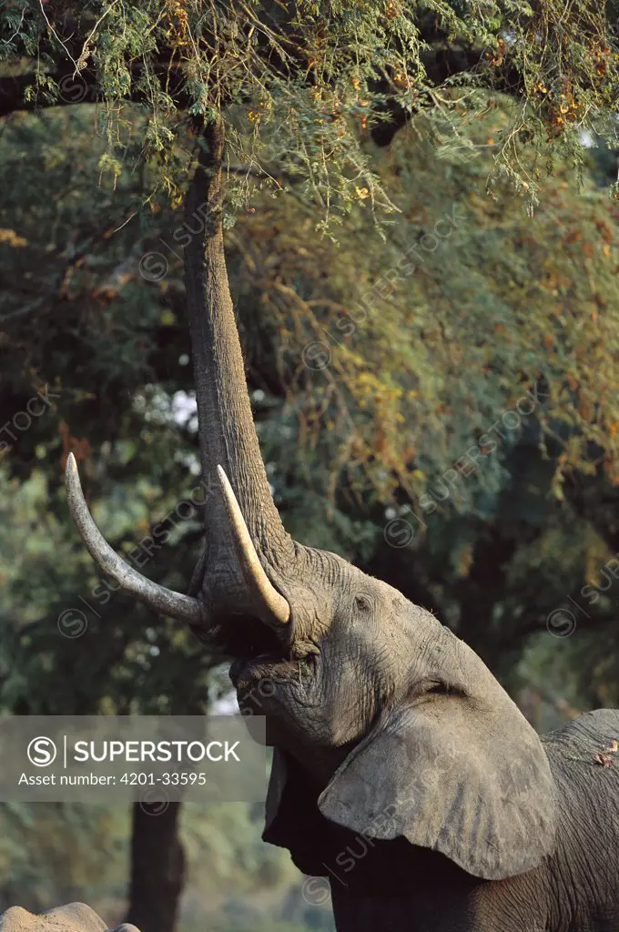 African Elephant (Loxodonta africana) feeding on seed pods, Mana Pools National Park, Zimbabwe