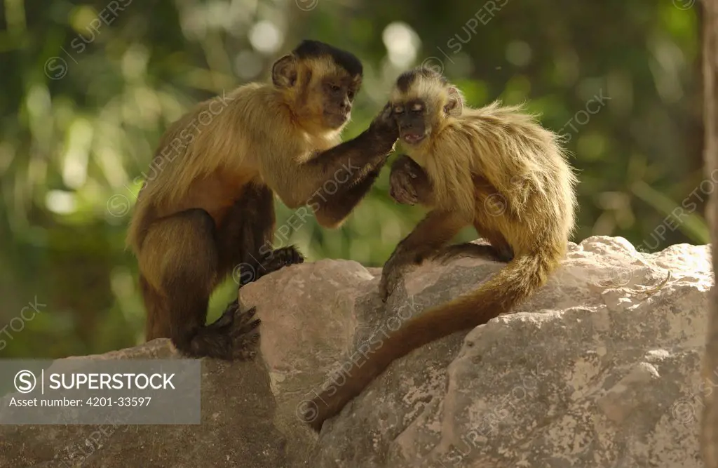 Brown Capuchin (Cebus apella) pair on rock with one grooming the other, Cerrado habitat, Piaui State, Brazil