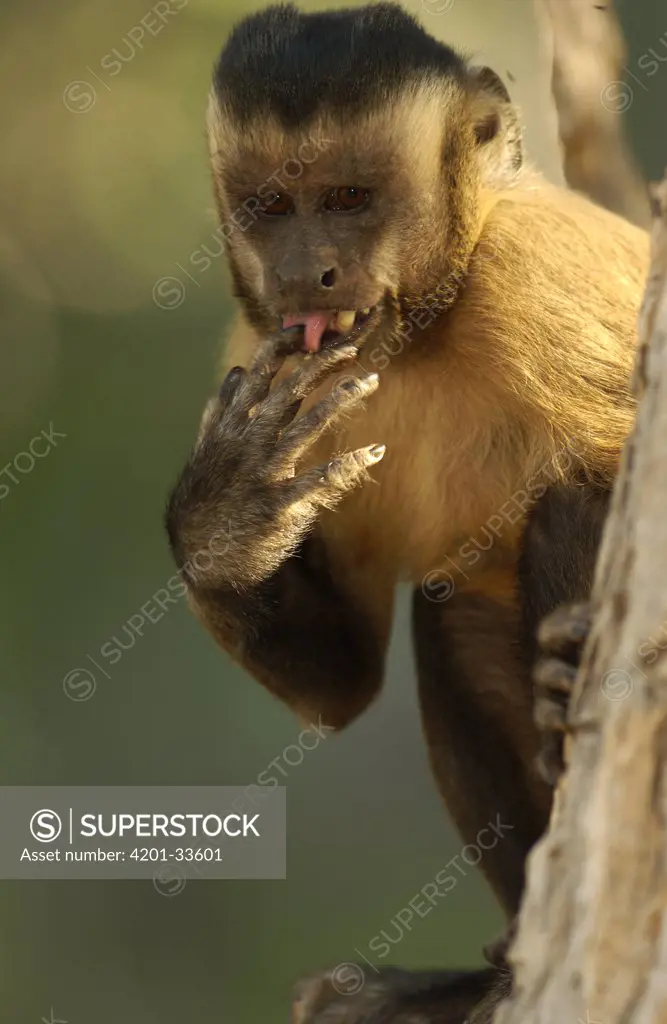 Brown Capuchin (Cebus apella) licking fingers after drinking from Piassava Palm (Attalea funifera) nut, Cerrado habitat, Piaui State, Brazil