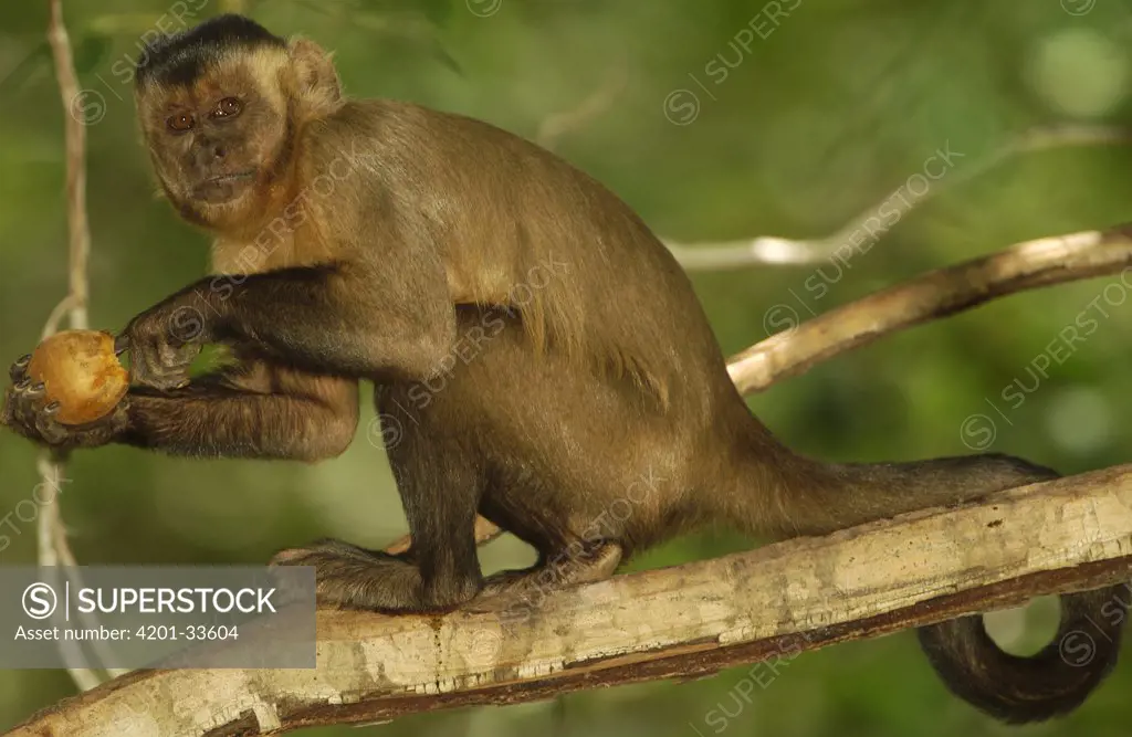 Brown Capuchin (Cebus apella) in tree with finger inside cracked open Piassava Palm (Attalea funifera) nut, Cerrado habitat, Piaui State, Brazil