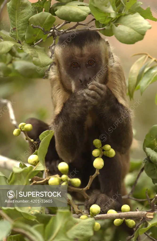 Brown Capuchin (Cebus apella) in tree, Cerrado habitat, Piaui State, Brazil