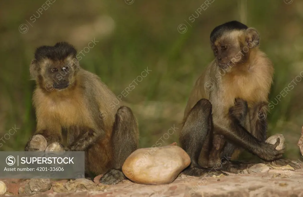 Brown Capuchin (Cebus apella) pair sitting on anvil used to crack open Piassava Palm (Attalea funifera) nut, monkey on left knocking nuts together to test for freshness, Cerrado habitat, Piaui State, Brazil