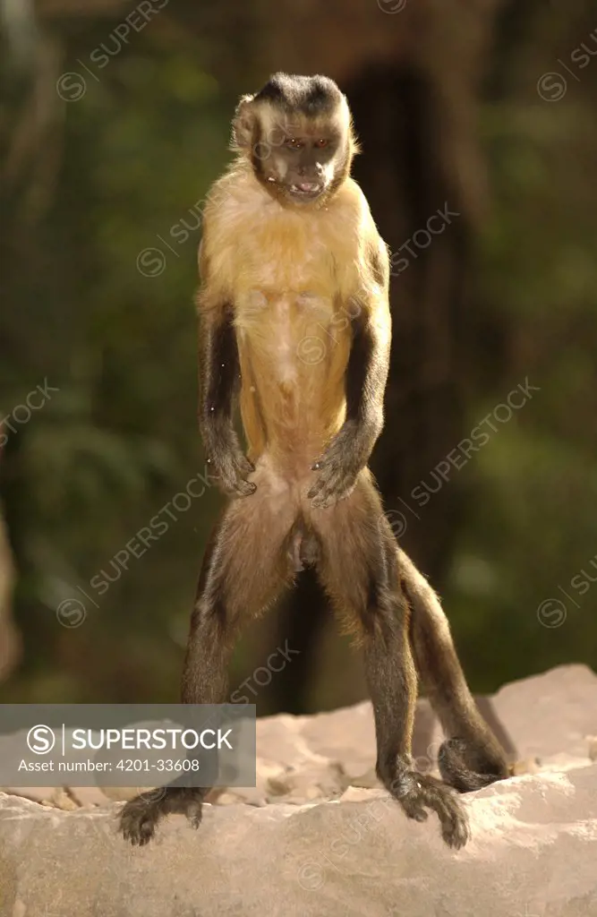 Brown Capuchin (Cebus apella) standing on anvil used to crack nuts, spitting out pieces of Piassava Palm (Attalea funifera) nut, Cerrado habitat, Piaui State, Brazil