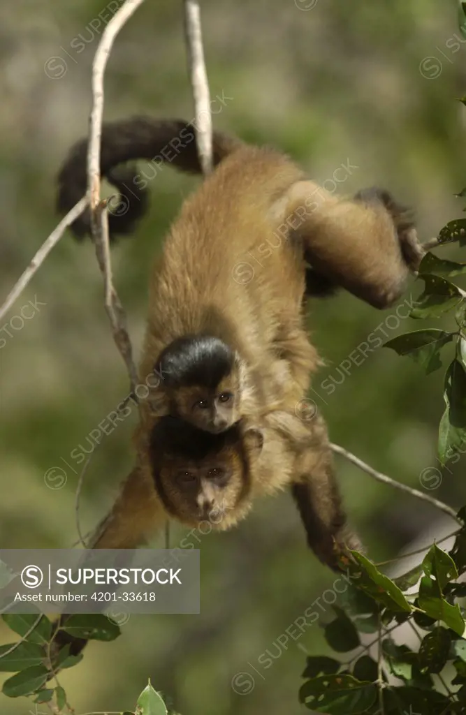 Brown Capuchin (Cebus apella) mother with baby on her back in tree, Cerrado habitat, Piaui State, Brazil