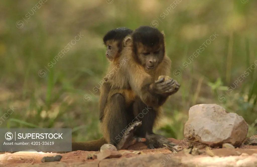 Brown Capuchin (Cebus apella) mother with baby on her back feeding on Piassava Palm (Attalea funifera) nuts, at anvil where monkeys use rocks to crack open nuts, Cerrado habitat, Brazil