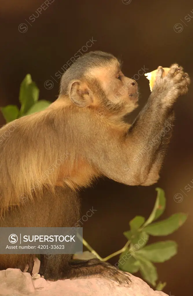 Brown Capuchin (Cebus apella) in tree drinking from Piassava Palm (Attalea funifera) nut, monkeys use rocks and anvils to crack open nuts, Cerrado habitat, Piaui State, Brazil