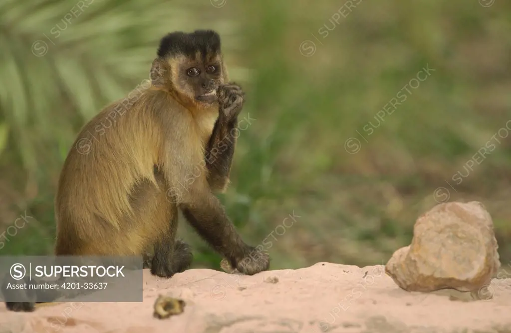 Brown Capuchin (Cebus apella) eating Piassava Palm (Attalea funifera) nut that was cracked open using a rock and anvil, Cerrado habitat, Piaui State, Brazil