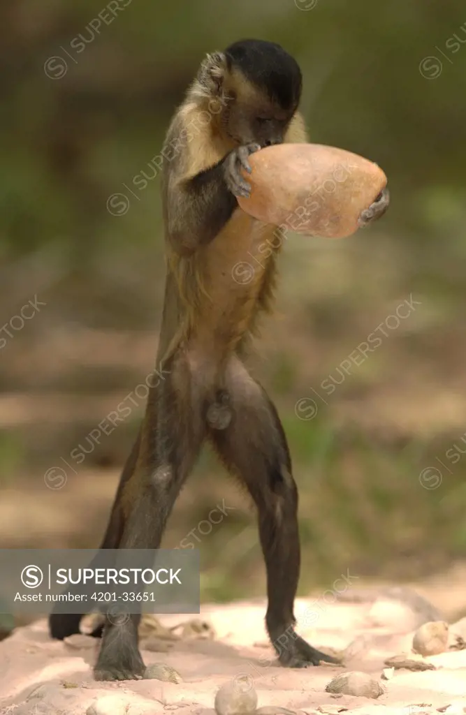 Brown Capuchin (Cebus apella) lifting a heavy rock to crack open a Piassava Palm (Attalea funifera) nut, Cerrado habitat, Piaui State, Brazil