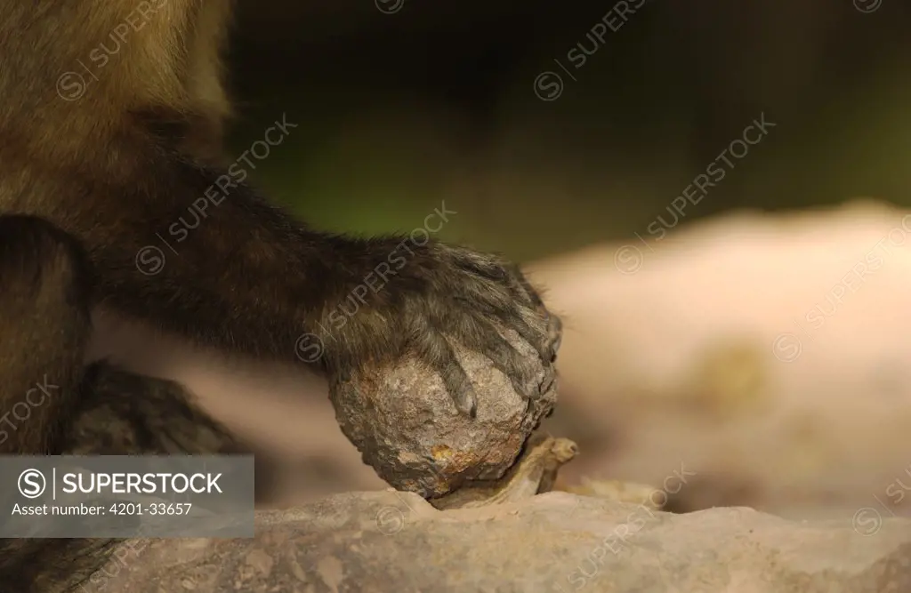 Brown Capuchin (Cebus apella) cracking Piassava Palm (Attalea funifera) nut, on ground to crack open using a heavy rock, Cerrado habitat, Piaui State, Brazil