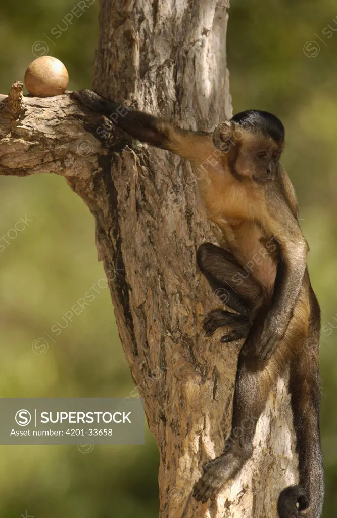 Brown Capuchin (Cebus apella) bringing rock up a tree to crack Piassava Palm (Attalea funifera) nuts, Cerrado habitat, Piaui State, Brazil
