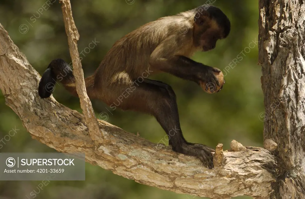Brown Capuchin (Cebus apella) using a rock to crack open a Piassava Palm (Attalea funifera) nut, Cerrado habitat, Piaui State, Brazil